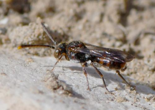 Nomada sp.